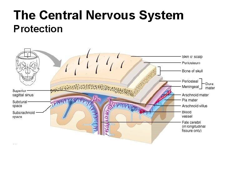 The Central Nervous System Protection 