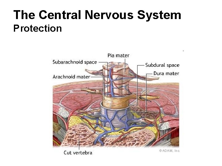 The Central Nervous System Protection 