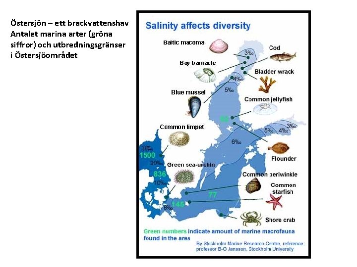 Östersjön – ett brackvattenshav Antalet marina arter (gröna siffror) och utbredningsgränser i Östersjöområdet 