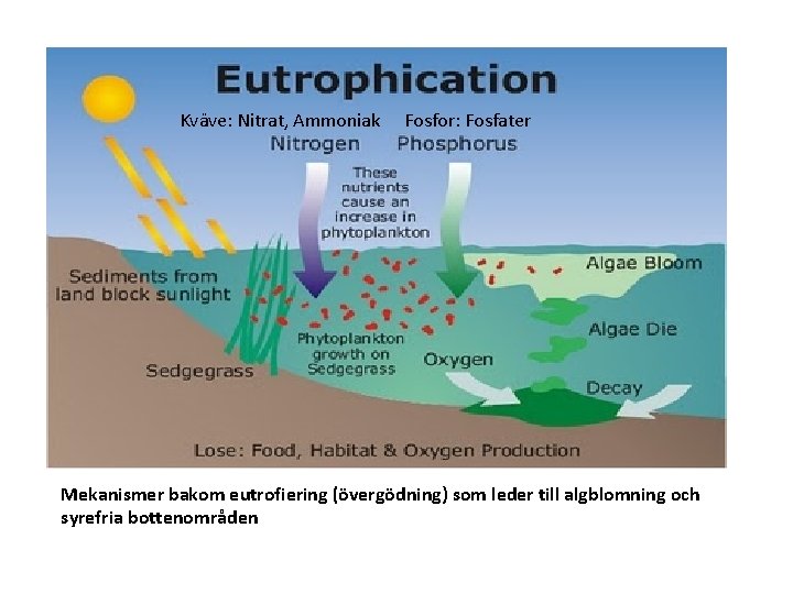 Kväve: Nitrat, Ammoniak Fosfor: Fosfater Mekanismer bakom eutrofiering (övergödning) som leder till algblomning och