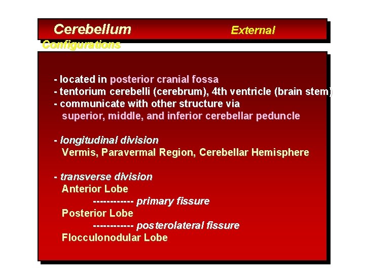 Cerebellum External Configurations - located in posterior cranial fossa - tentorium cerebelli (cerebrum), 4