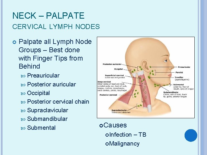 NECK – PALPATE CERVICAL LYMPH NODES Palpate all Lymph Node Groups – Best done