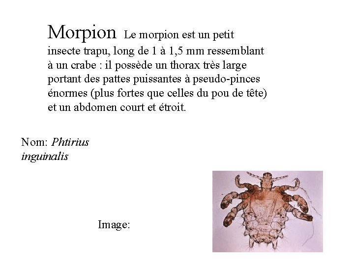 Morpion Le morpion est un petit insecte trapu, long de 1 à 1, 5