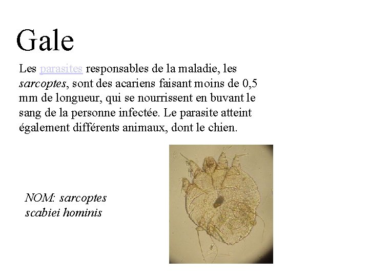 Gale Les parasites responsables de la maladie, les sarcoptes, sont des acariens faisant moins