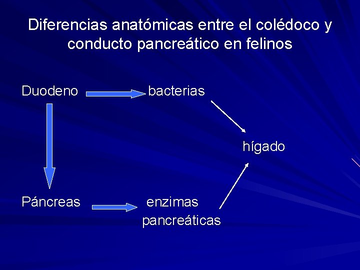 Diferencias anatómicas entre el colédoco y conducto pancreático en felinos Duodeno bacterias hígado Páncreas