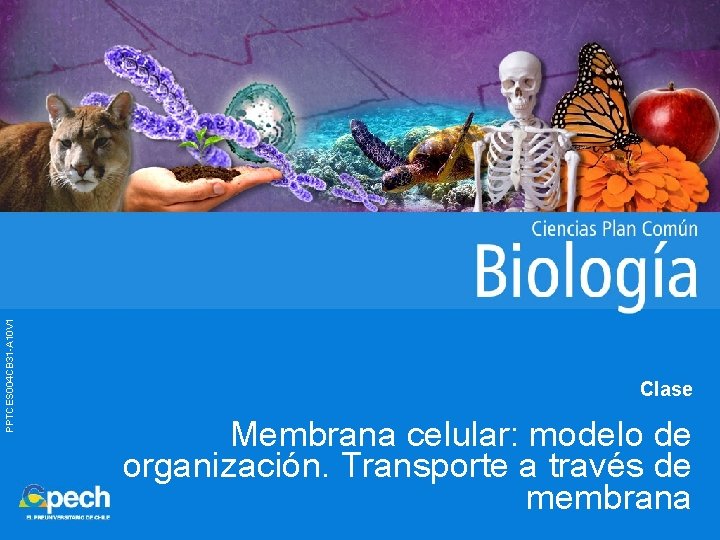 PPTCES 004 CB 31 -A 10 V 1 Clase Membrana celular: modelo de organización.