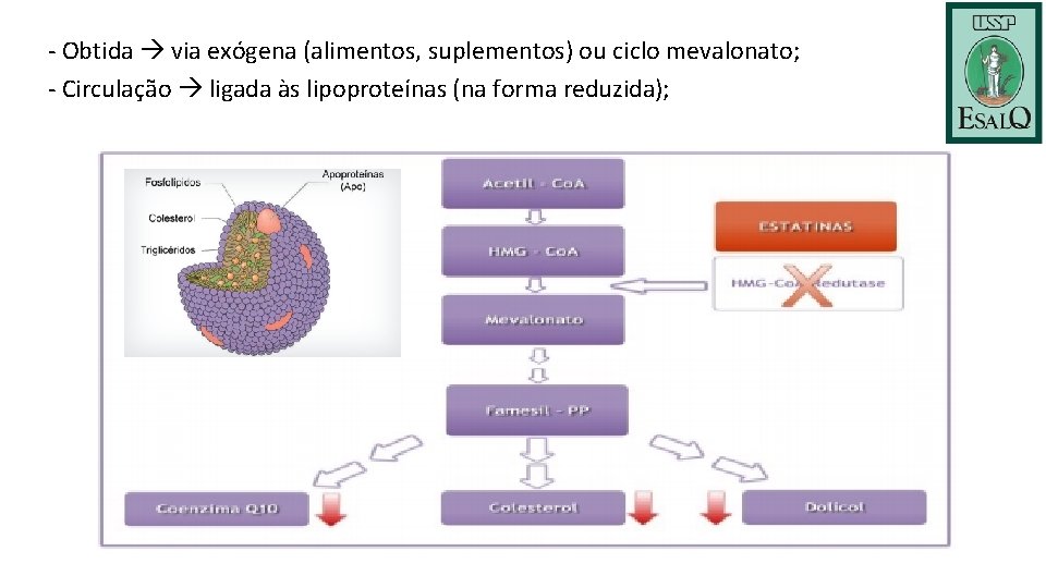 - Obtida via exógena (alimentos, suplementos) ou ciclo mevalonato; - Circulação ligada às lipoproteínas