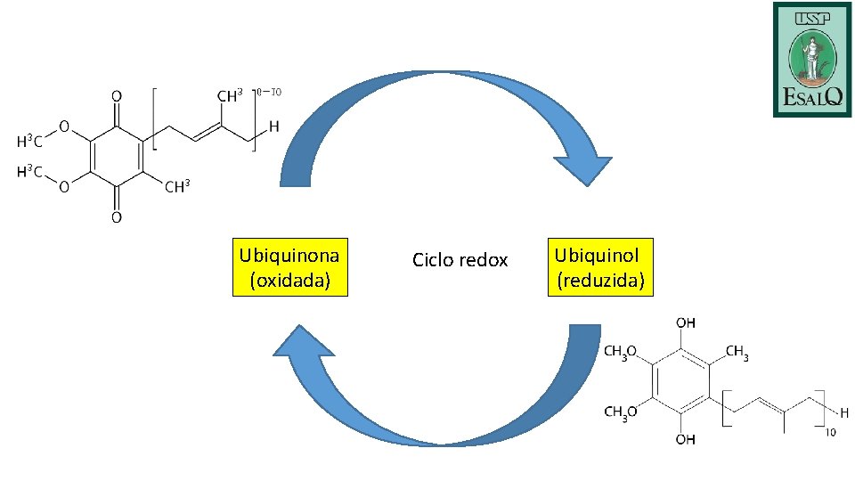 Ubiquinona (oxidada) Ciclo redox Ubiquinol (reduzida) 