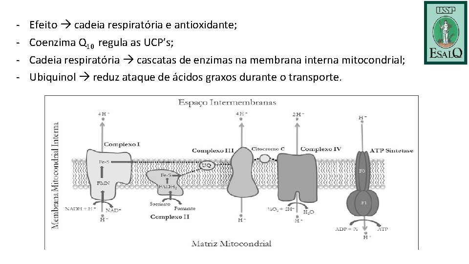- Efeito cadeia respiratória e antioxidante; Coenzima Q 10 regula as UCP’s; Cadeia respiratória