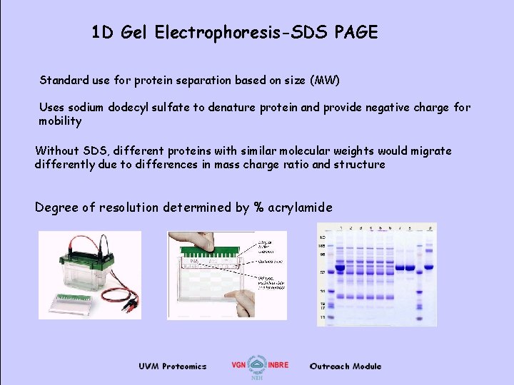 1 D Gel Electrophoresis-SDS PAGE Standard use for protein separation based on size (MW)