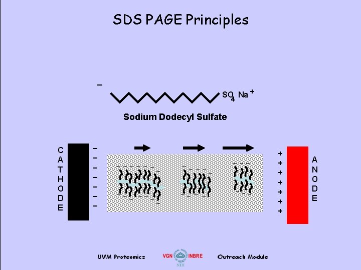 SDS PAGE Principles _ SO 4 Na + Sodium Dodecyl Sulfate C A T