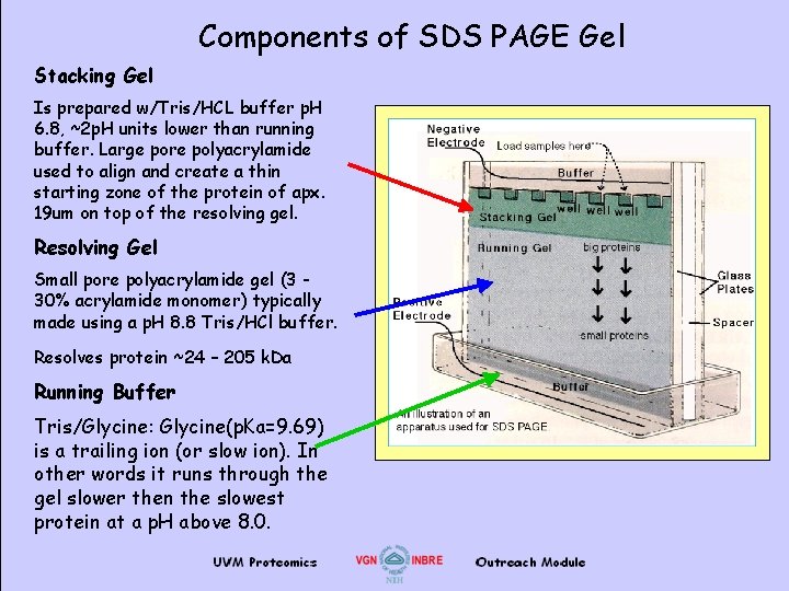 Components of SDS PAGE Gel Stacking Gel Is prepared w/Tris/HCL buffer p. H 6.