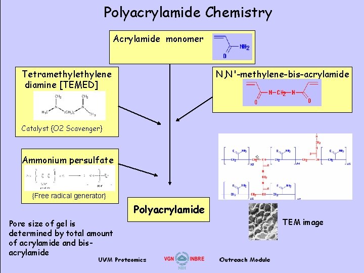 Polyacrylamide Chemistry Acrylamide monomer N, N'-methylene-bis-acrylamide Tetramethylene diamine [TEMED] Catalyst {O 2 Scavenger} Ammonium