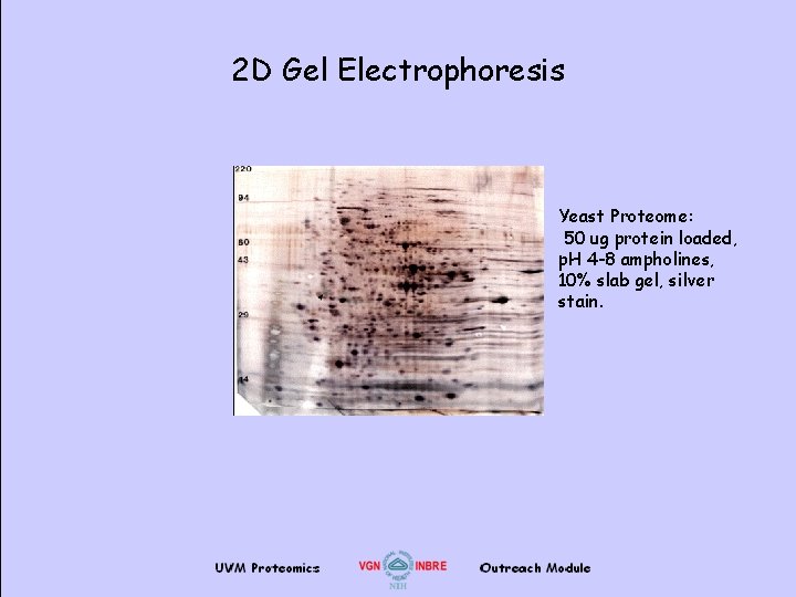 2 D Gel Electrophoresis Yeast Proteome: 50 ug protein loaded, p. H 4 -8