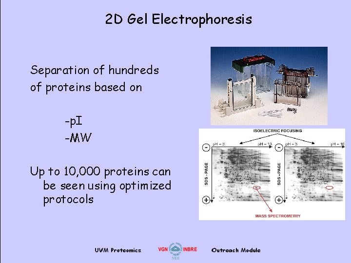 2 D Gel Electrophoresis Separation of hundreds of proteins based on -p. I -MW