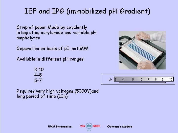 IEF and IPG (immobilized p. H Gradient) Strip of paper Made by covalently integrating