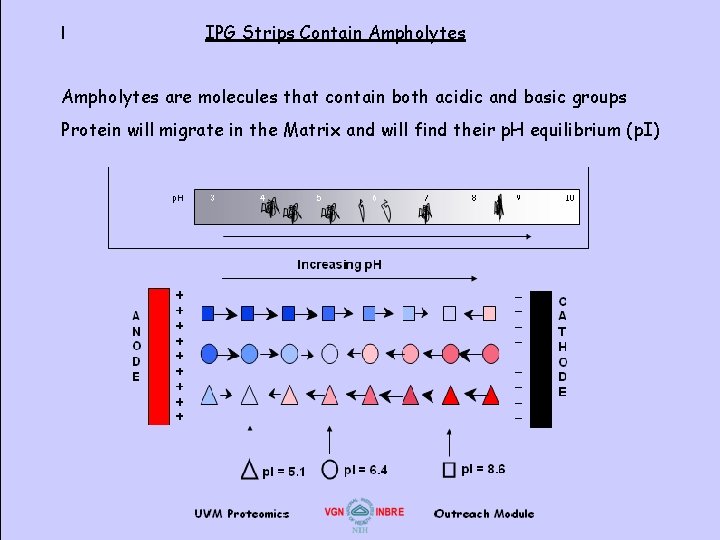 I IPG Strips Contain Ampholytes are molecules that contain both acidic and basic groups