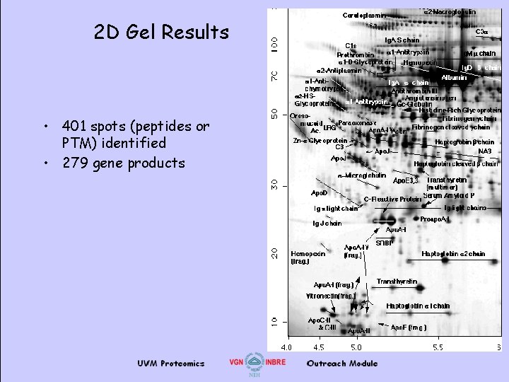 2 D Gel Results • 401 spots (peptides or PTM) identified • 279 gene