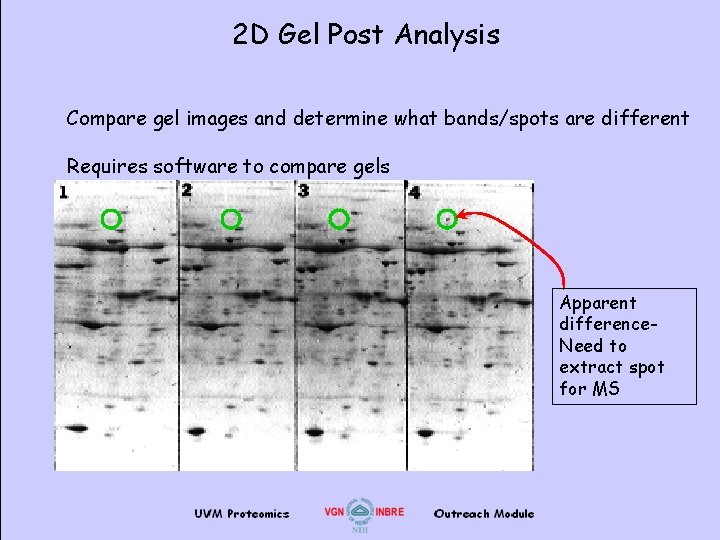 2 D Gel Post Analysis Compare gel images and determine what bands/spots are different