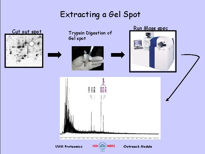 Extracting a Gel Spot Cut out spot Trypsin Digestion of Gel spot Run Mass