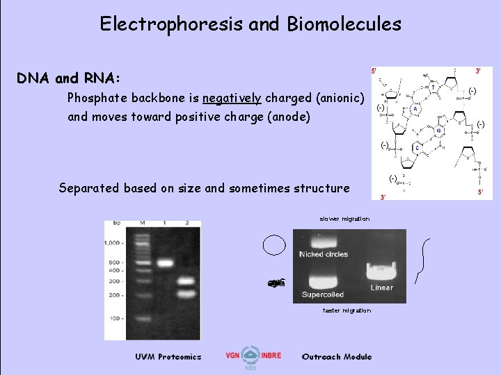 Electrophoresis and Biomolecules DNA and RNA: Phosphate backbone is negatively charged (anionic) and moves