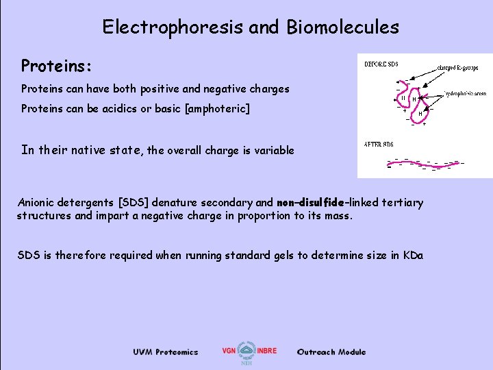 Electrophoresis and Biomolecules Proteins: Proteins can have both positive and negative charges Proteins can