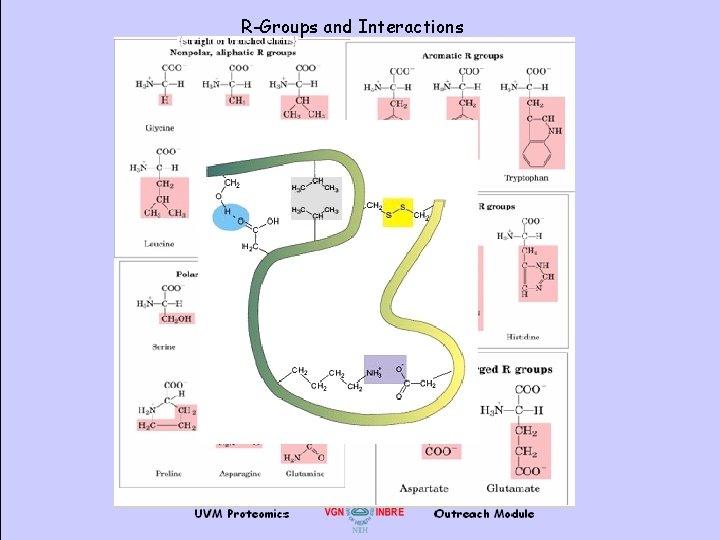 R-Groups and Interactions 