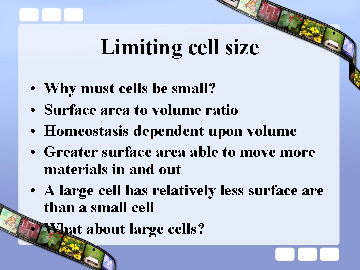 Limiting cell size • • Why must cells be small? Surface area to volume