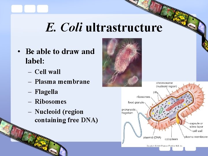 E. Coli ultrastructure • Be able to draw and label: – – – Cell