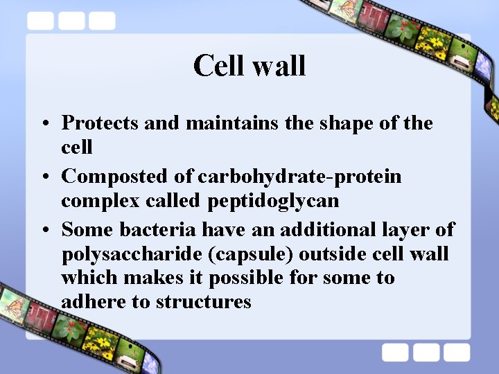 Cell wall • Protects and maintains the shape of the cell • Composted of