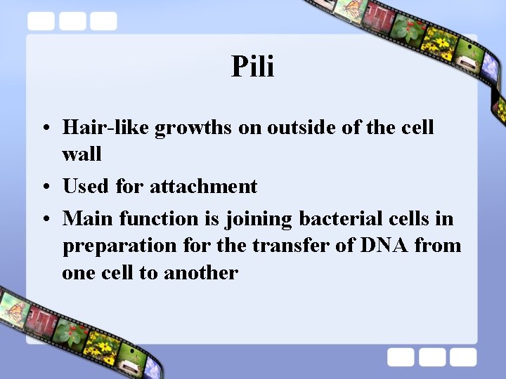 Pili • Hair-like growths on outside of the cell wall • Used for attachment