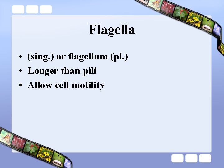 Flagella • (sing. ) or flagellum (pl. ) • Longer than pili • Allow
