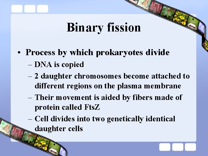 Binary fission • Process by which prokaryotes divide – DNA is copied – 2