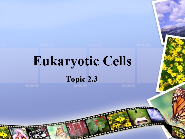 Eukaryotic Cells Topic 2. 3 