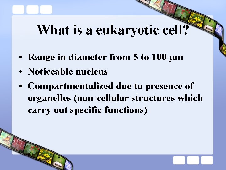 What is a eukaryotic cell? • Range in diameter from 5 to 100 μm