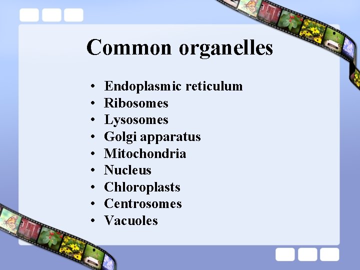 Common organelles • • • Endoplasmic reticulum Ribosomes Lysosomes Golgi apparatus Mitochondria Nucleus Chloroplasts