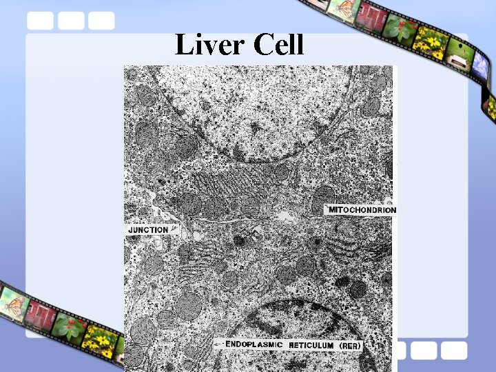 Liver Cell 