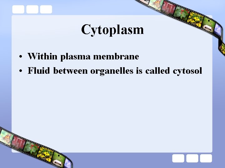 Cytoplasm • Within plasma membrane • Fluid between organelles is called cytosol 