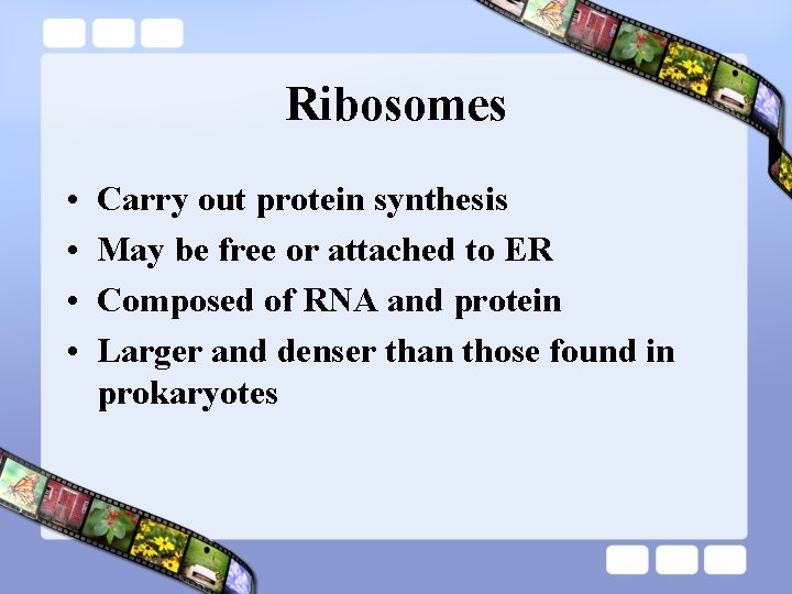 Ribosomes • • Carry out protein synthesis May be free or attached to ER