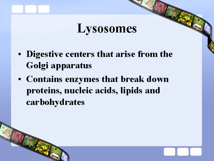 Lysosomes • Digestive centers that arise from the Golgi apparatus • Contains enzymes that