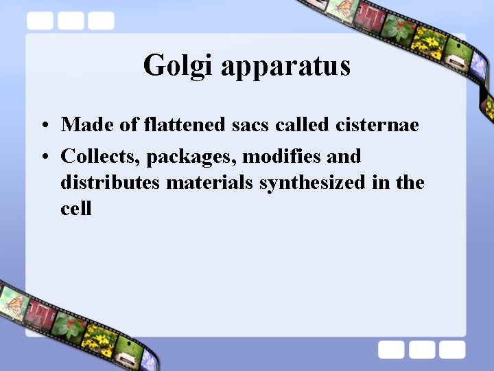 Golgi apparatus • Made of flattened sacs called cisternae • Collects, packages, modifies and