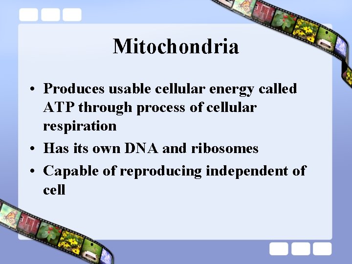 Mitochondria • Produces usable cellular energy called ATP through process of cellular respiration •