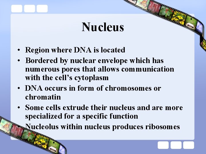 Nucleus • Region where DNA is located • Bordered by nuclear envelope which has