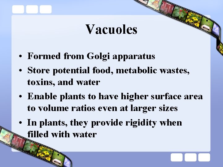 Vacuoles • Formed from Golgi apparatus • Store potential food, metabolic wastes, toxins, and