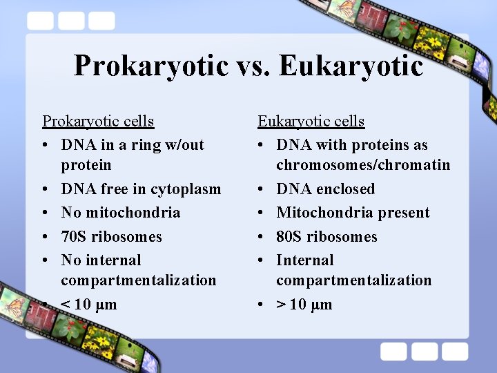 Prokaryotic vs. Eukaryotic Prokaryotic cells • DNA in a ring w/out protein • DNA