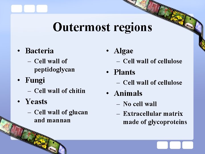 Outermost regions • Bacteria – Cell wall of peptidoglycan • Fungi – Cell wall