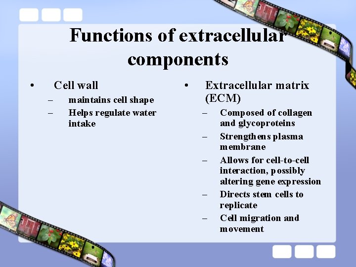 Functions of extracellular components • Cell wall – – maintains cell shape Helps regulate