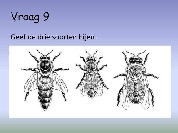 Vraag 9 Geef de drie soorten bijen. 
