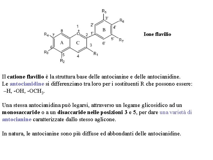 Ione flavilio Il catione flavilio è la struttura base delle antocianine e delle antocianidine.