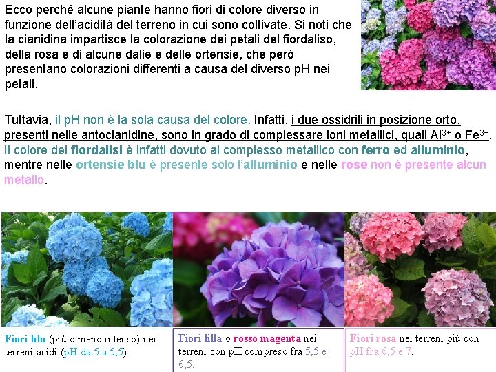 Ecco perché alcune piante hanno fiori di colore diverso in funzione dell’acidità del terreno